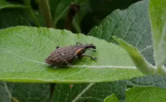 Lepyrus oregonus thumbnail 1