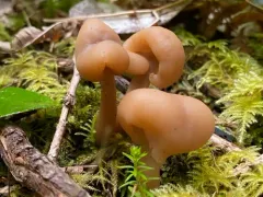 Cudonia monticola thumbnail 3