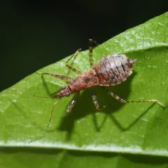 Hoplistoscelis pallescens thumbnail 3