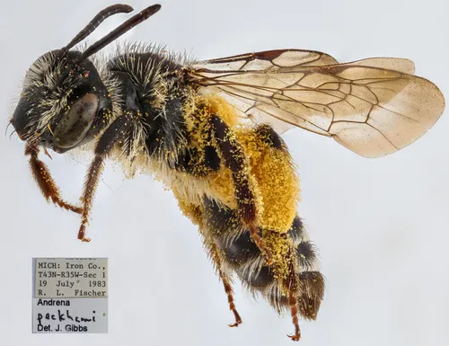 Peckham's Miner Bee