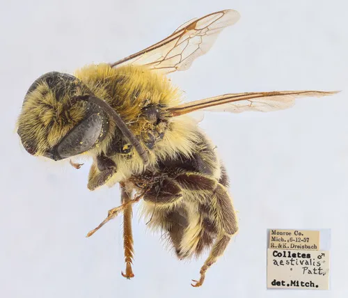 Alumroot Cellophane Bee
