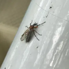 Bibio articulatus thumbnail 1