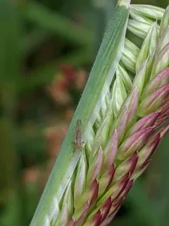Broom psyllid thumbnail 2