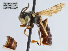 Protandrena bancrofti thumbnail 4