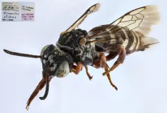 Elise's Longhorn-Cuckoo thumbnail 4