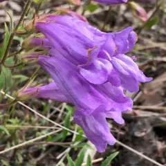 Bush Penstemon thumbnail 2