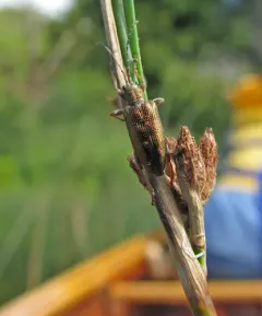 Donacia porosicollis thumbnail 4