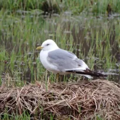 Short-billed Gull thumbnail 1