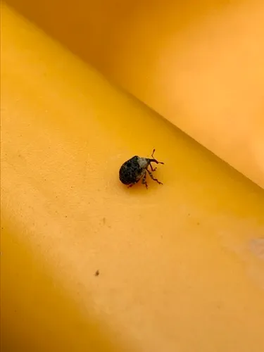 Common Figwort Weevil