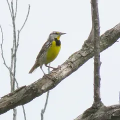 Eastern Meadowlark thumbnail 3