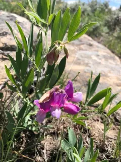 Bush vetchling thumbnail 2