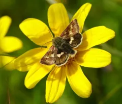 Small Heliothodes Moth thumbnail 4