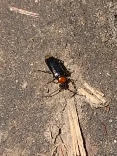 Pedilus terminalis thumbnail 2