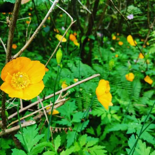 Welsh Poppy