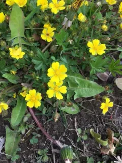 Spotted Cinquefoil thumbnail 2