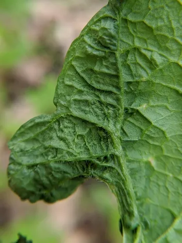 Turnip crinkle virus