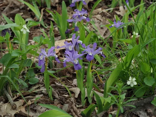dwarf crested iris