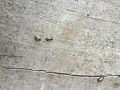 Horseradish Flea Beetle thumbnail 3