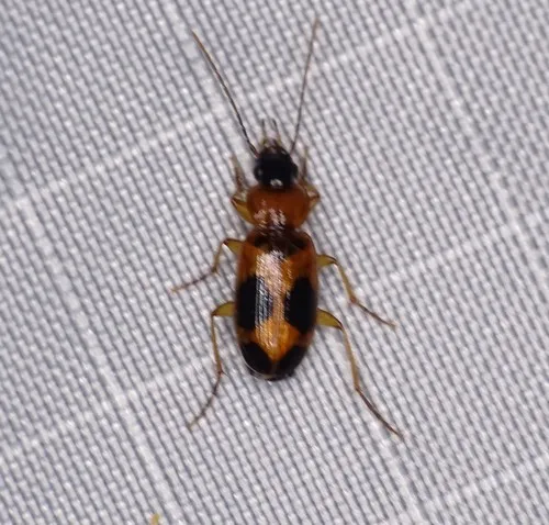 Red-black Spotted Beetle