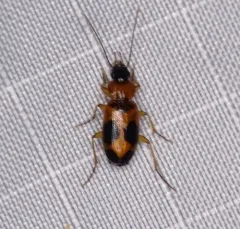 Red-black Spotted Beetle thumbnail 1