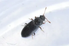 Telmatophilus americanus thumbnail 4