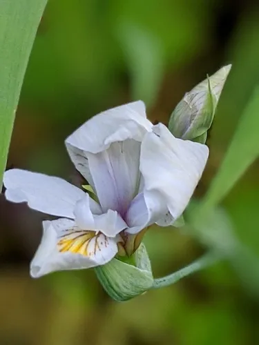 Clackamas Iris