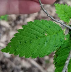 Elm Leaf Gall Mite thumbnail 2