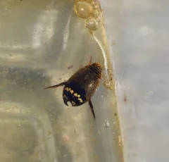 Median Predaceous Diving Beetle thumbnail 2