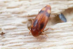 Orchesia ornata thumbnail 4