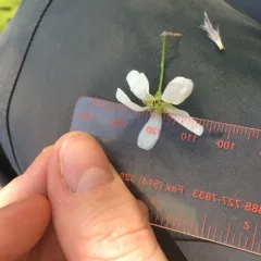 roundleaf shadbush thumbnail 4