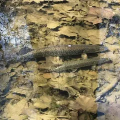 Northern Pike thumbnail 3