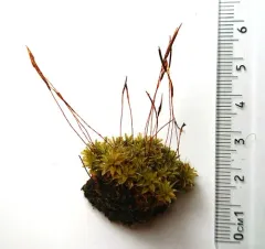 Brown Screw-moss thumbnail 2