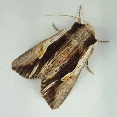Bicolored Woodgrain Moth thumbnail 2