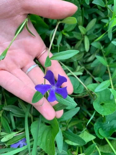 Herbaceous Periwinkle