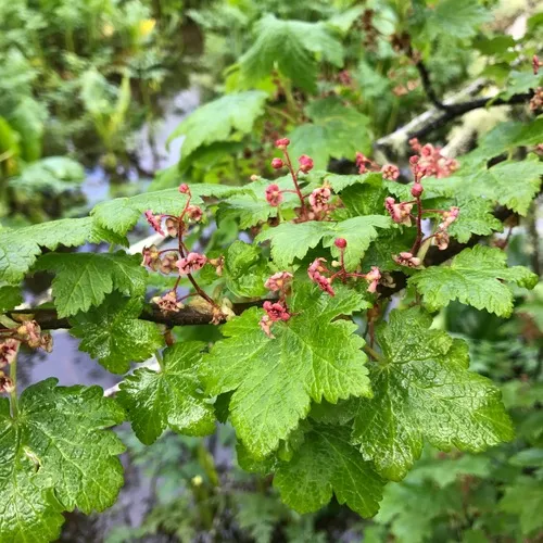 Trailing Blackcurrant