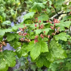 Trailing Blackcurrant thumbnail 1