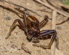 Xysticus luctans thumbnail 1