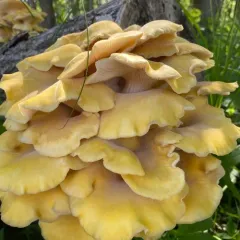 Golden Oyster Mushroom thumbnail 2