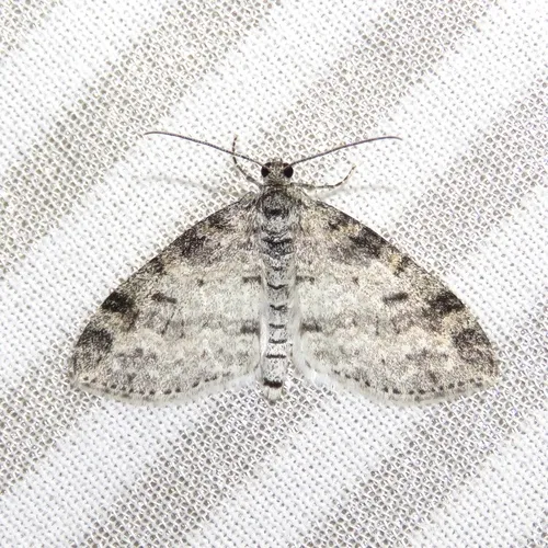 Powdered Bigwing Moth
