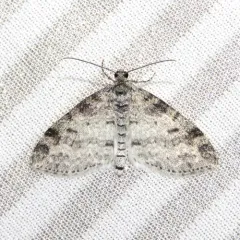 Powdered Bigwing Moth thumbnail 1