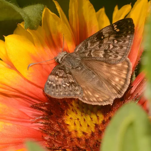 Propertius Duskywing