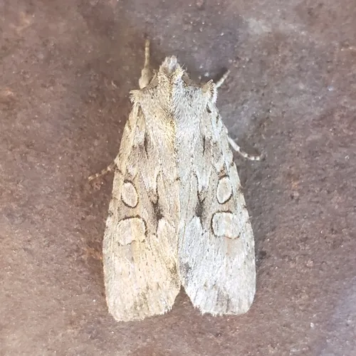 Dashed Gray Pinion