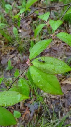 Phrontosoma belfragei thumbnail 4