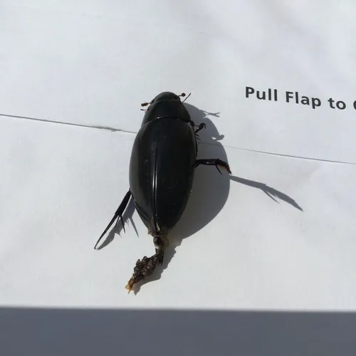 Giant Water Scavenger Beetle