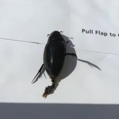 Giant Water Scavenger Beetle thumbnail 1
