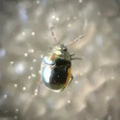 Little Ebony Bug thumbnail 2