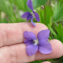 Prairie Violet thumbnail 1