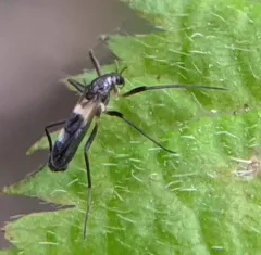 Chasmatonotus atripes thumbnail 2