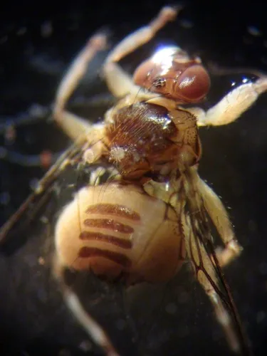 Ornithoica vicina