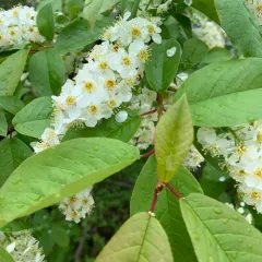 bird cherry thumbnail 3